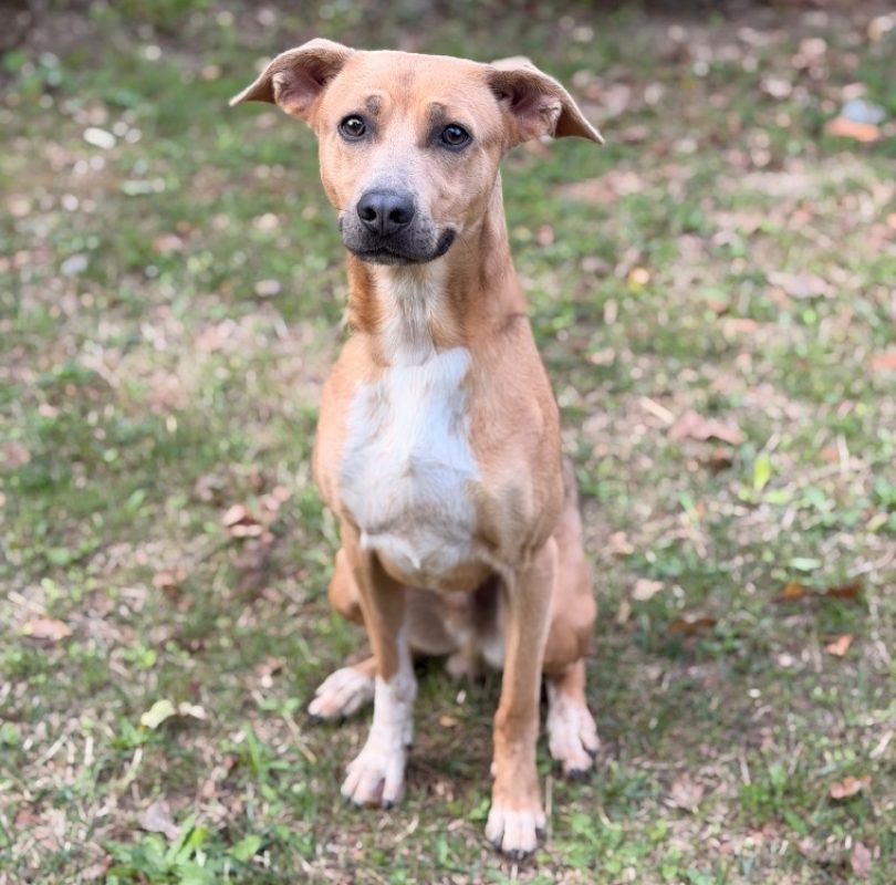Simba - Chien à adopter