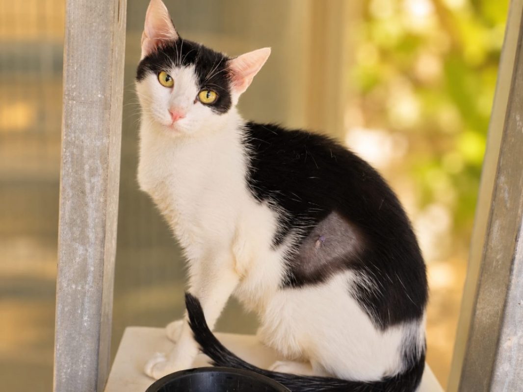 Raya - Chat Européen à adopter