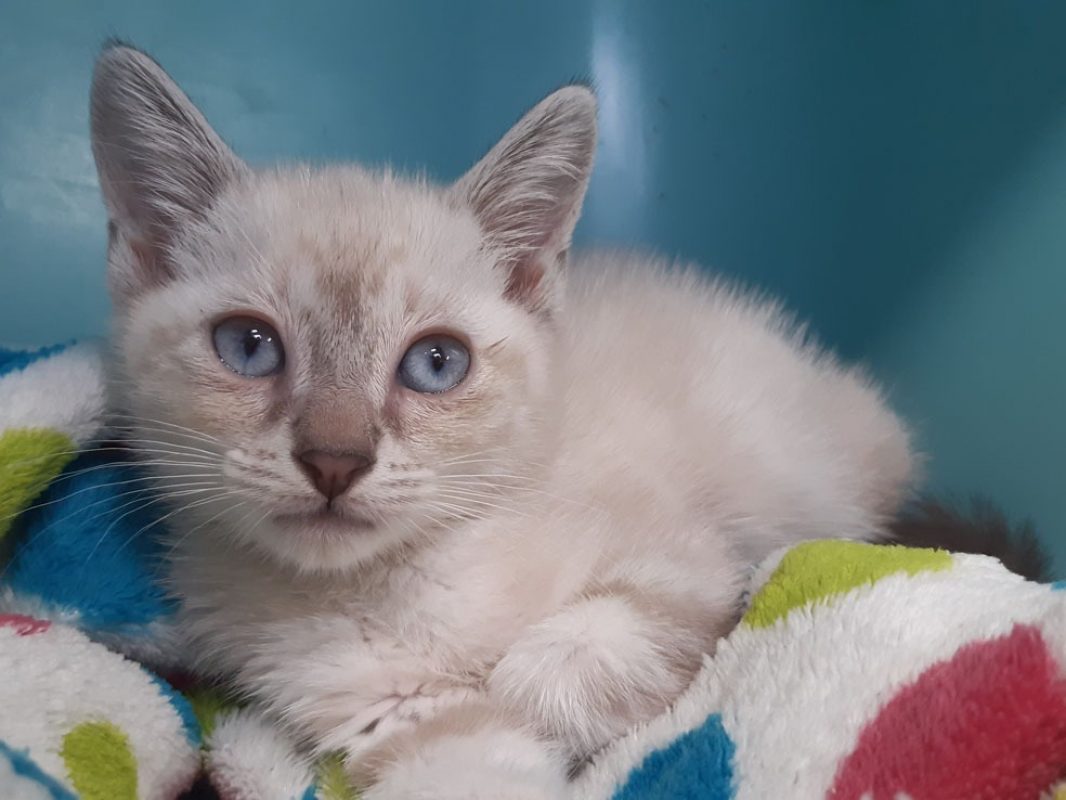 Bali - Chat Européen à adopter