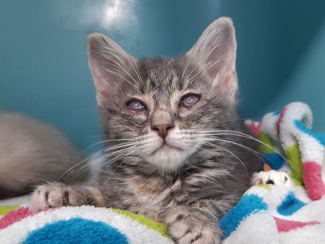 Bulle - Chat Européen à adopter