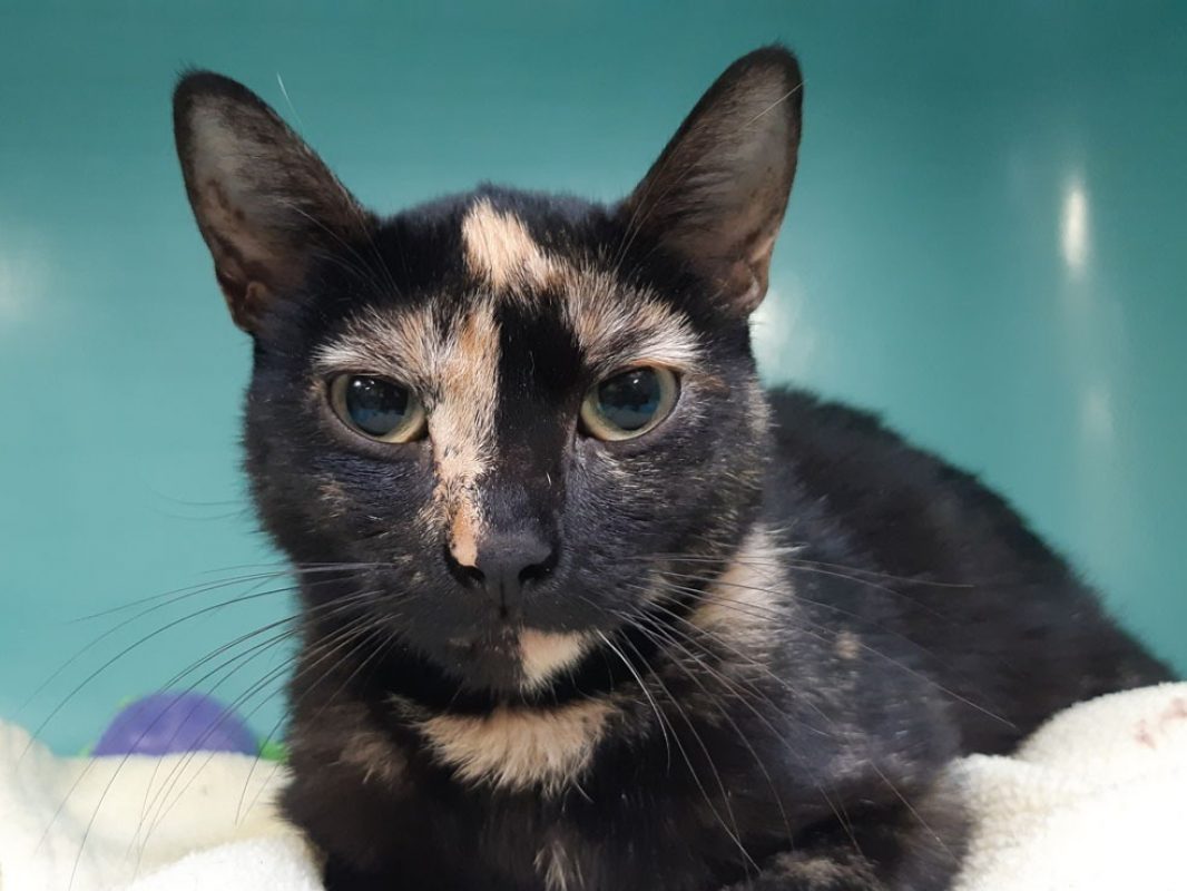 Neva - Chat Européen à adopter