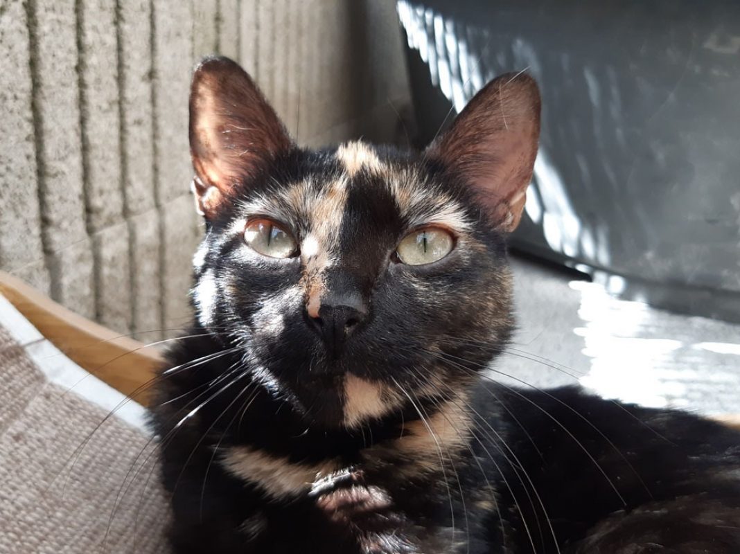 Neva - Chat Européen à adopter