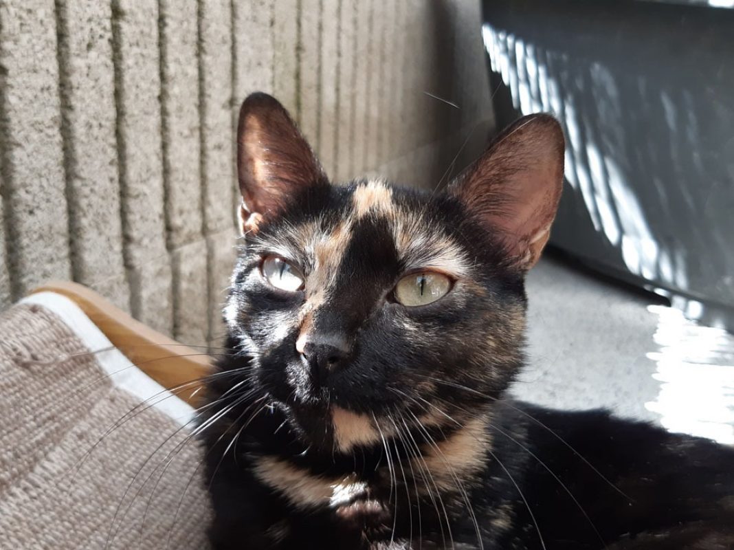 Neva - Chat Européen à adopter - photo 2