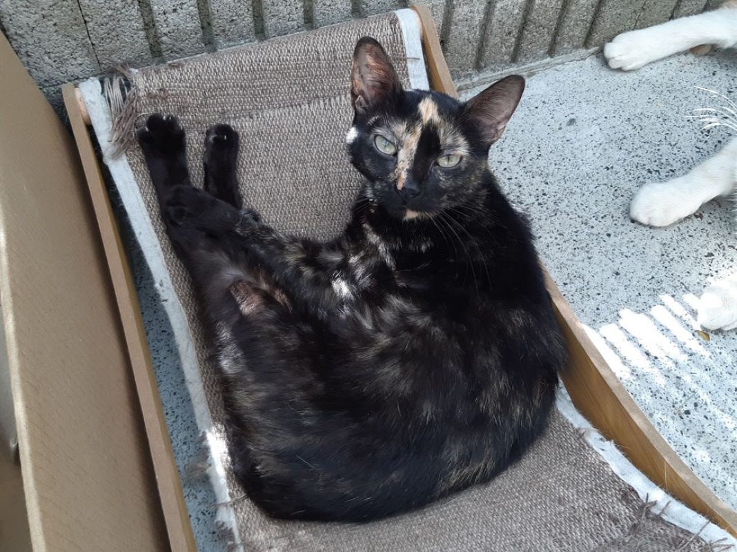 Neva - Chat Européen à adopter - photo 5