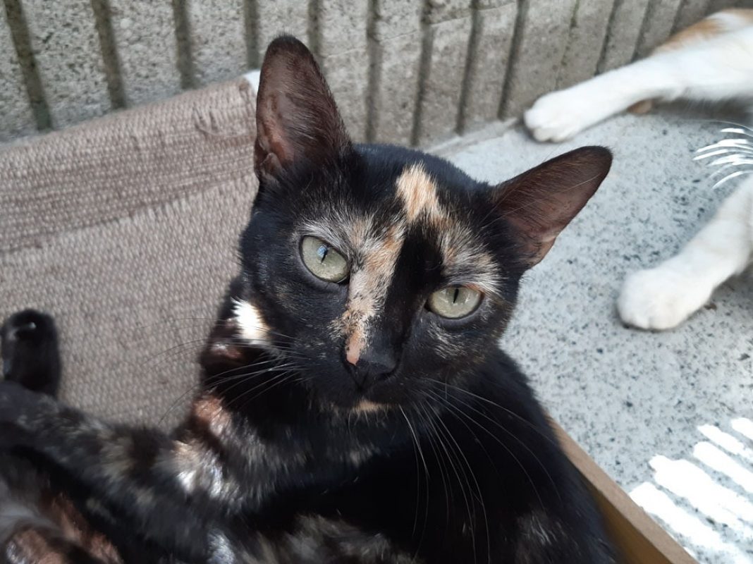 Neva - Chat Européen à adopter - photo 6