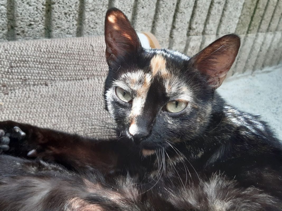 Neva - Chat Européen à adopter - photo 7