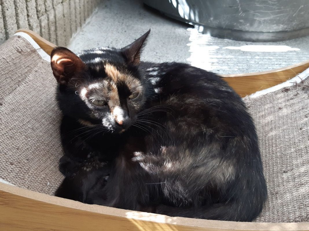 Neva - Chat Européen à adopter - photo 8