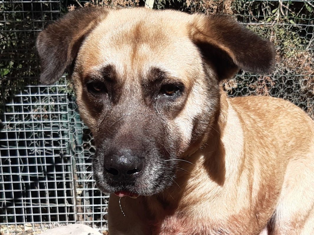 Tex - Chien Berger d'Anatolie à adopter