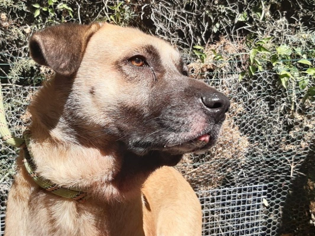 Tex - Chien Berger d'Anatolie à adopter - photo 2