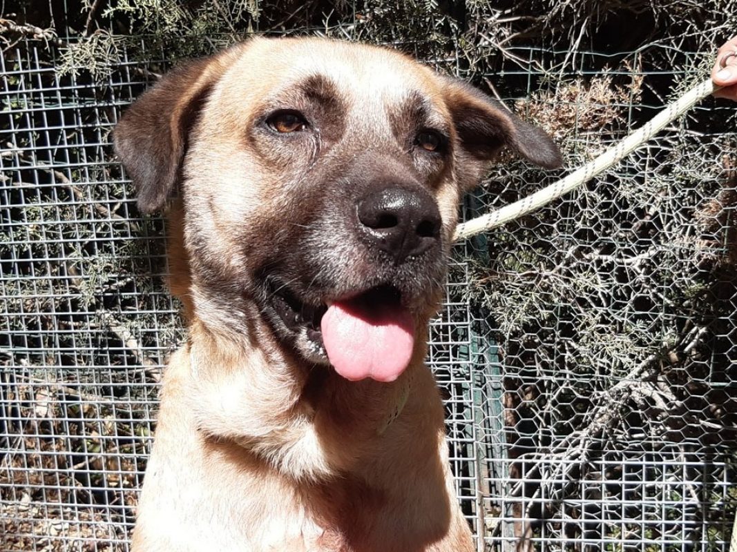 Tex - Chien Berger d'Anatolie à adopter - photo 3