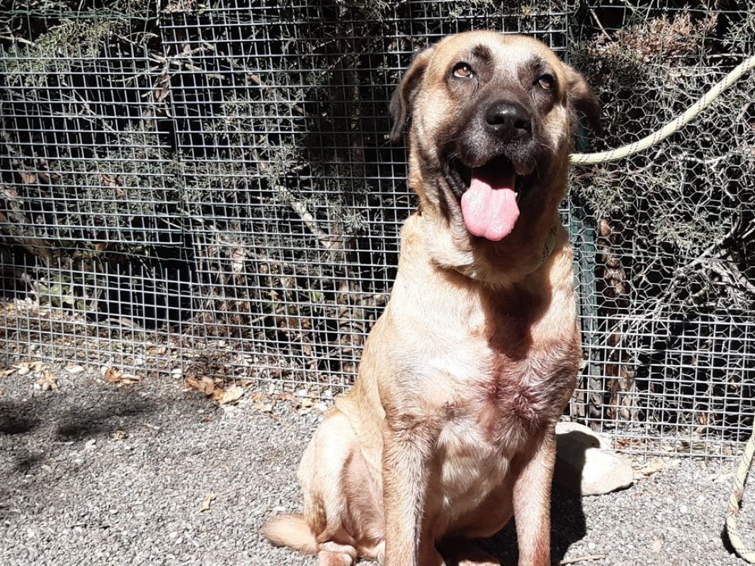 Tex - Chien Berger d'Anatolie à adopter - photo 4