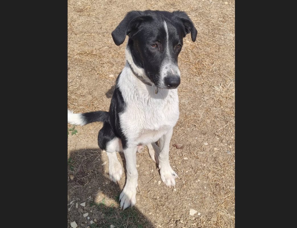 Brouky - Chien Berger à adopter