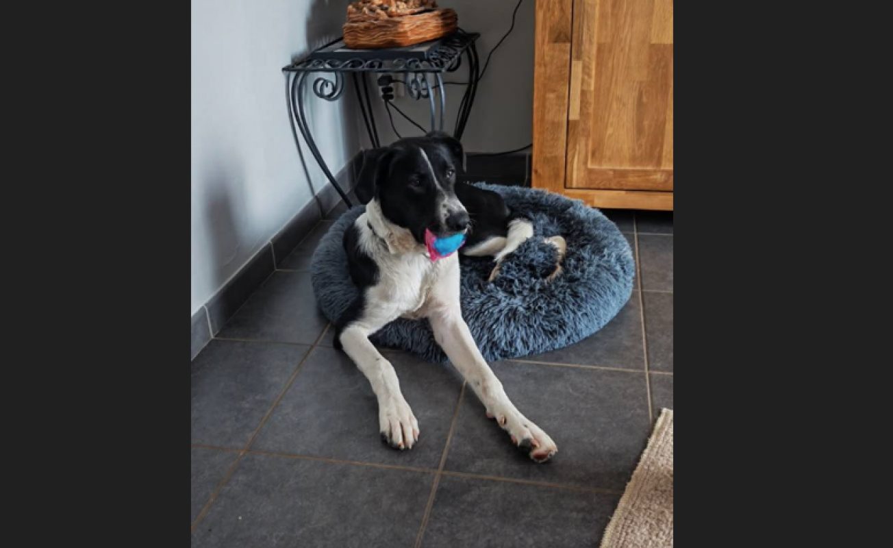 Brouky - Chien Berger à adopter - photo 2