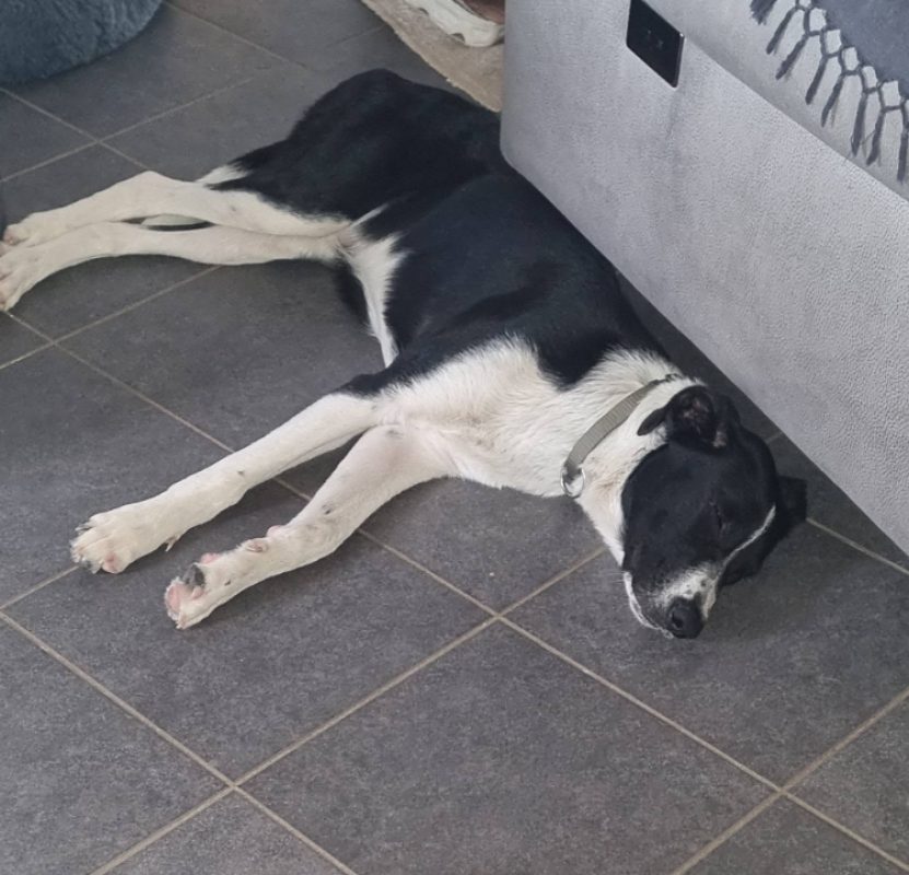 Brouky - Chien Berger à adopter - photo 5