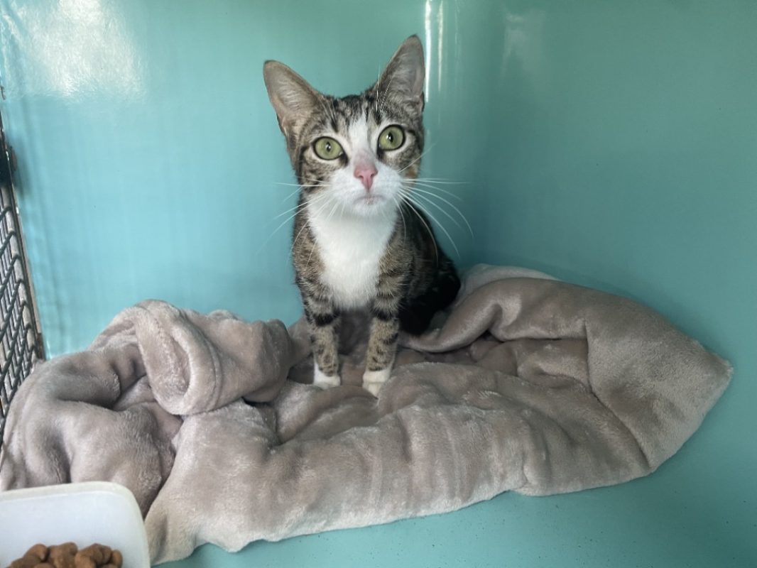 Shenzi - Chat Européen à adopter