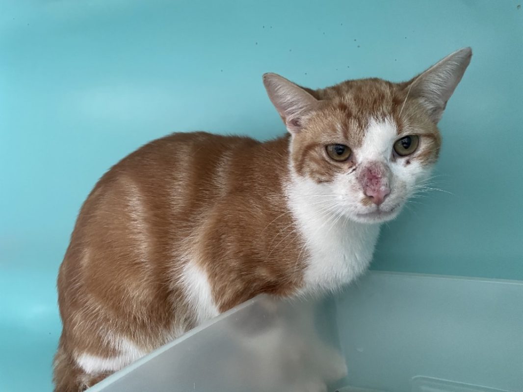 Scar - Chat Européen à adopter