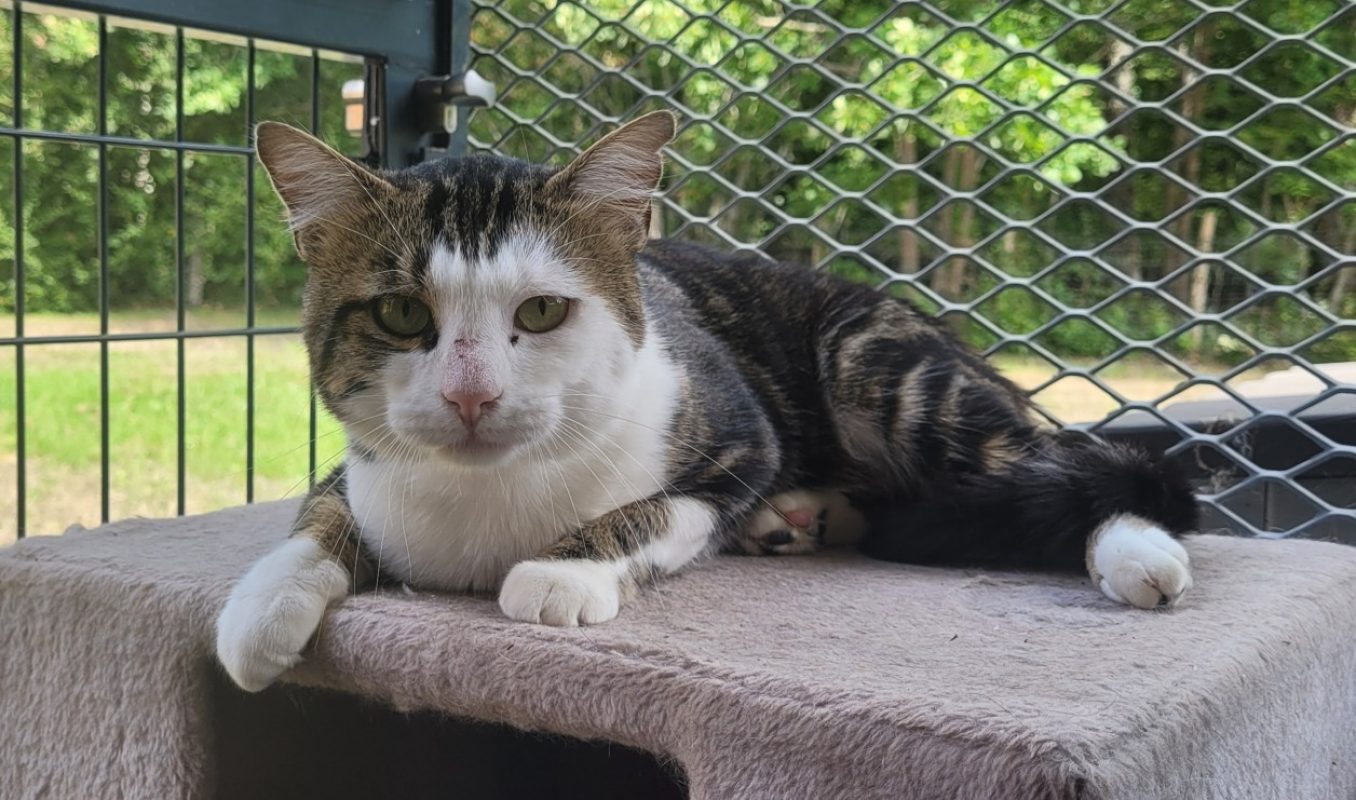 Pimousse - Chat Européen à adopter