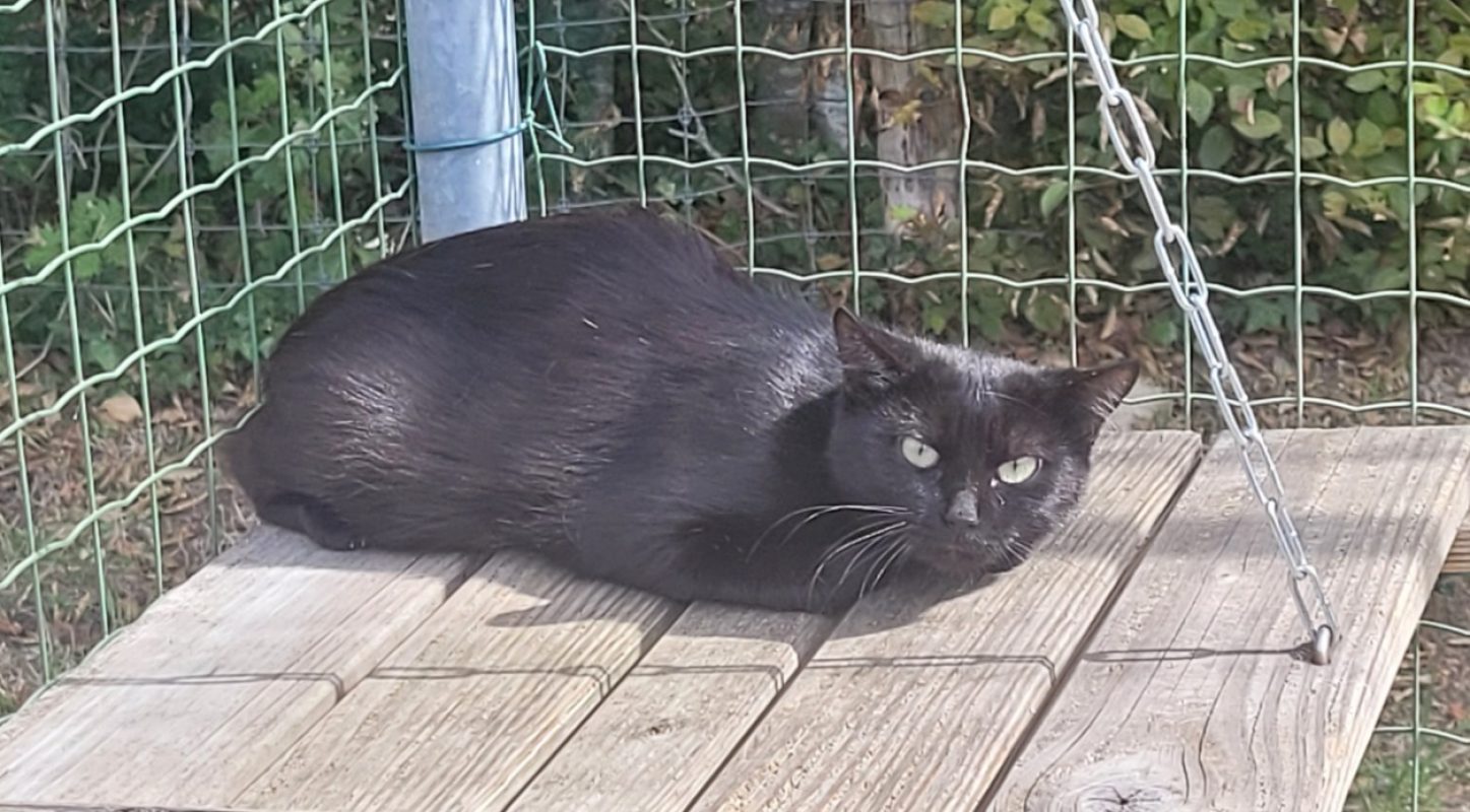 Obscure - Chat Européen à adopter