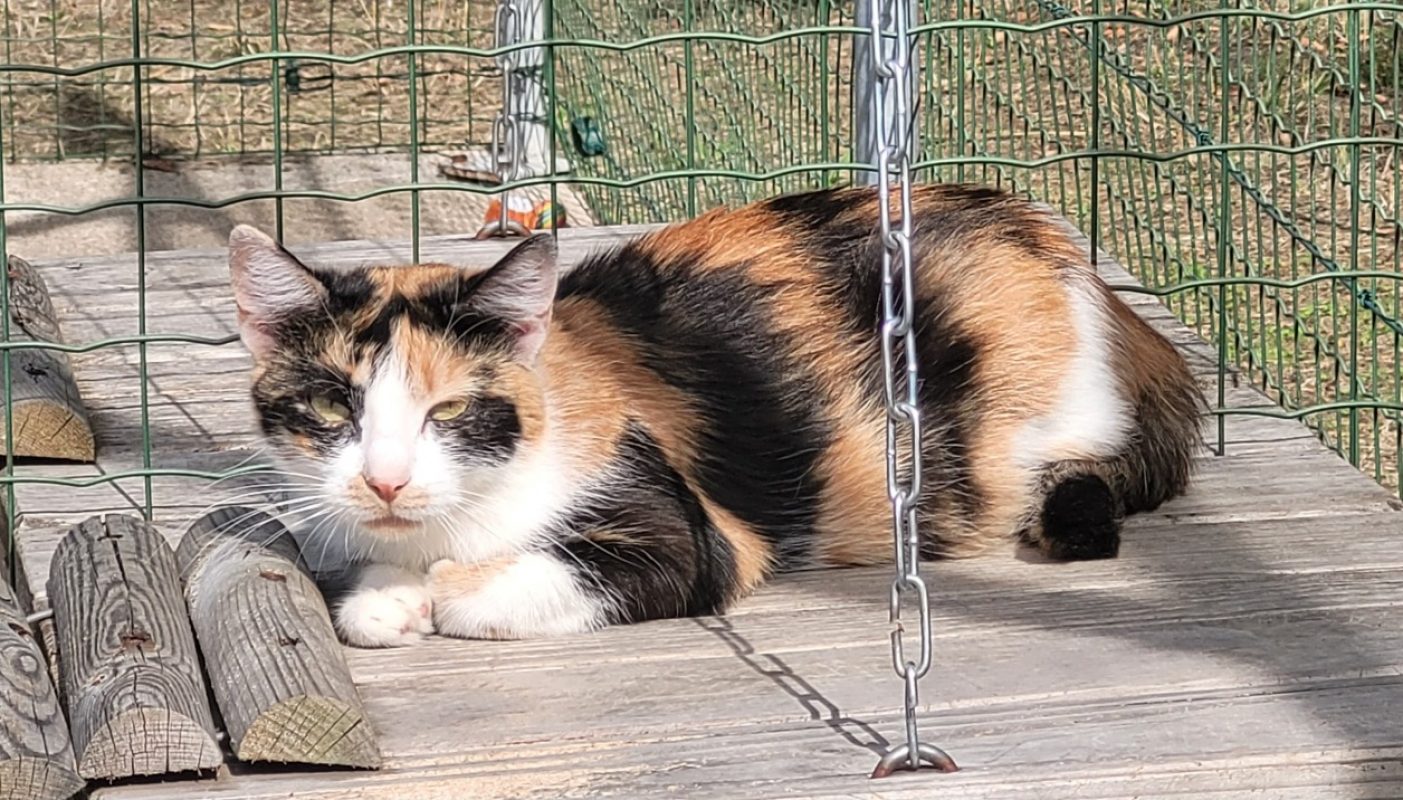 Cacahuete - Chat Européen à adopter