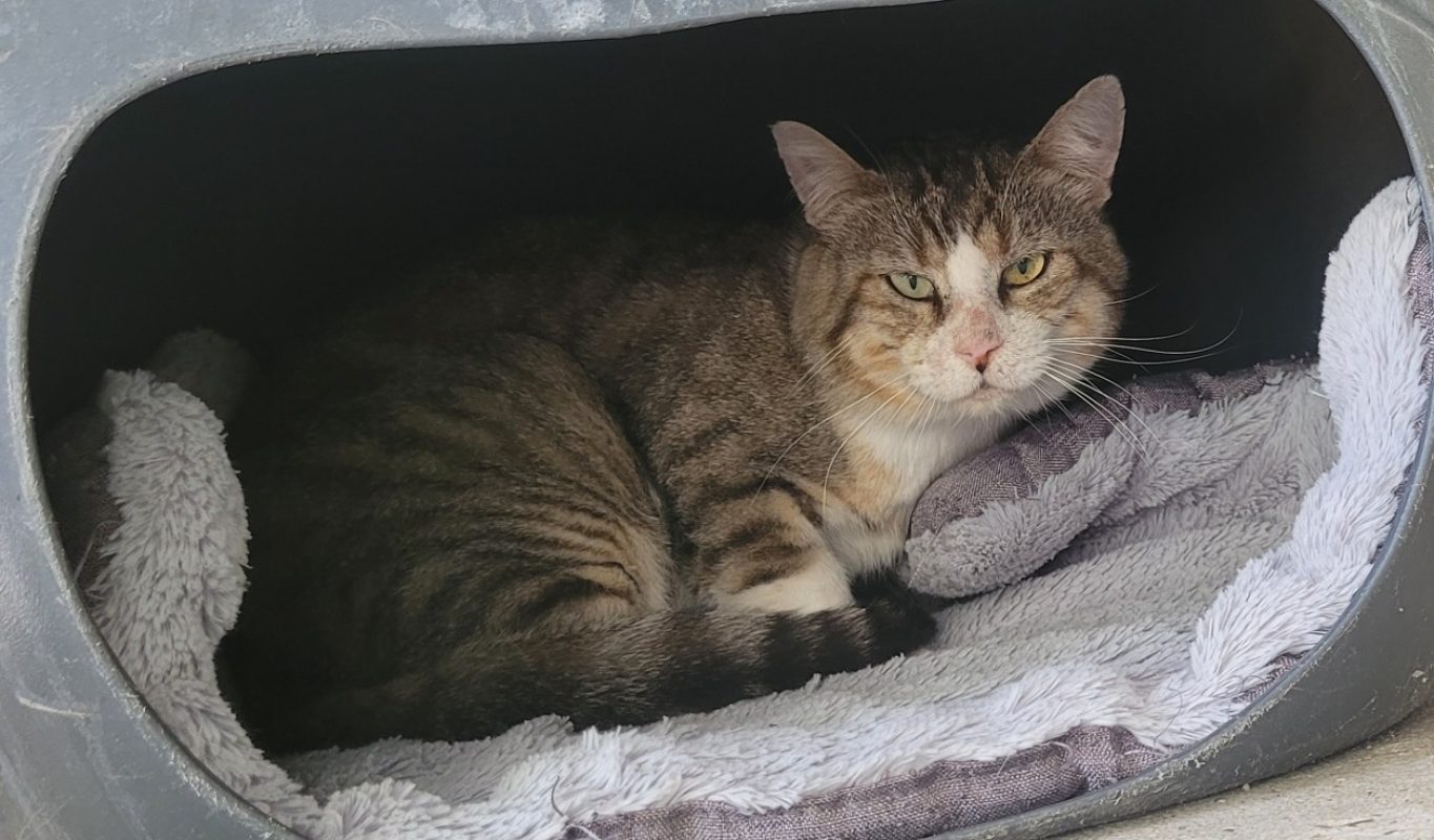 Yoyo - Chat Européen à adopter