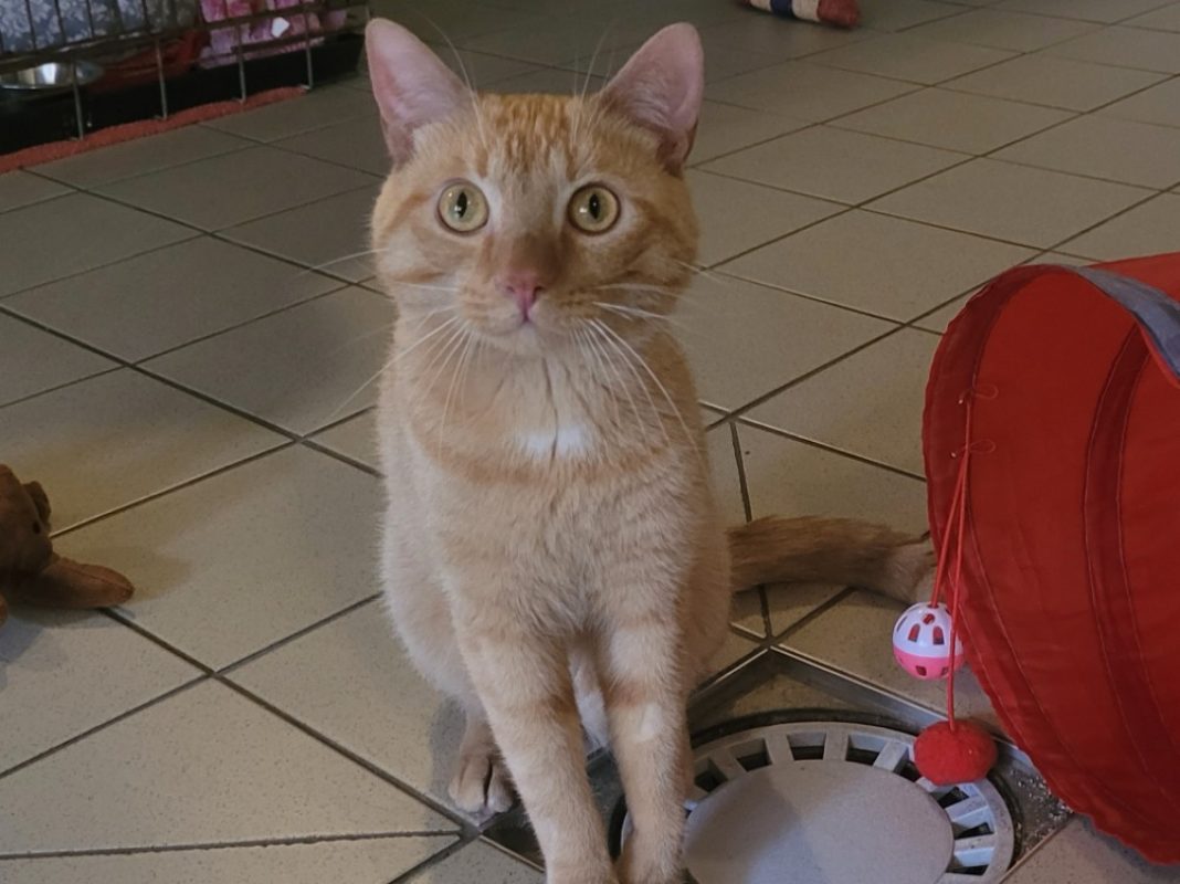 Rackam - Chat Européen à adopter