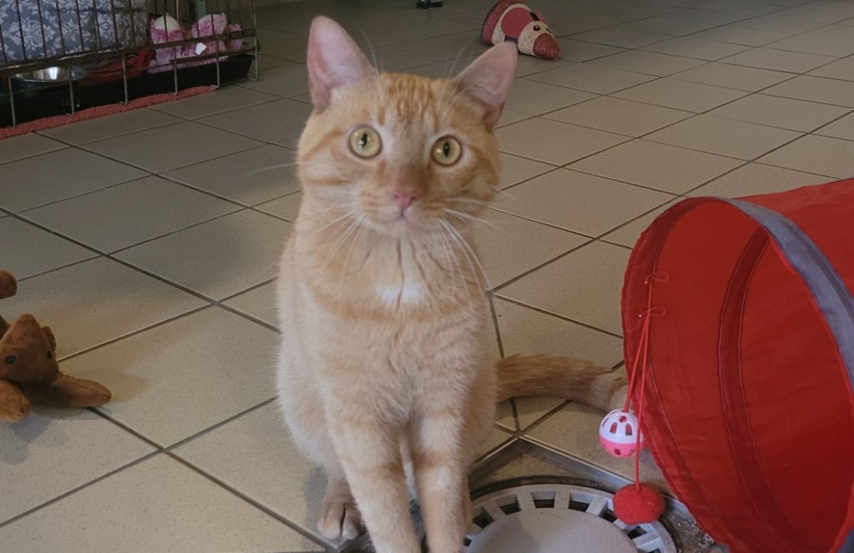 Rackam - Chat Européen à adopter - photo 2