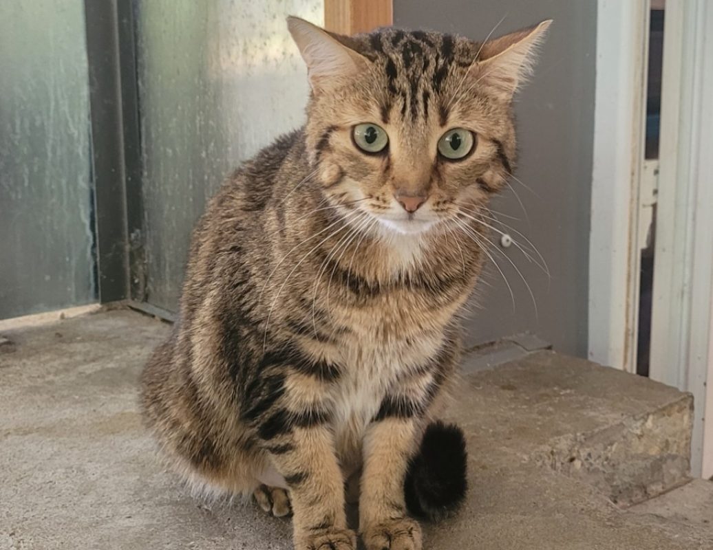 Zara - Chat Européen à adopter