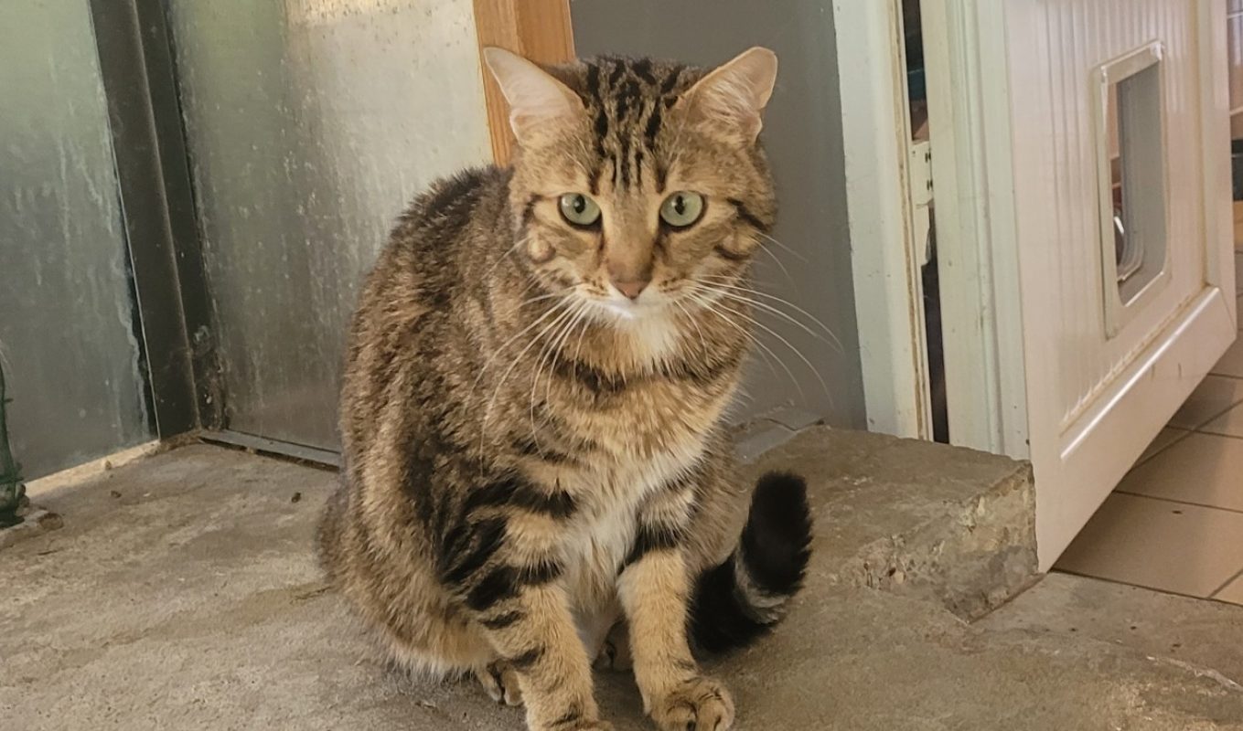 Zara - Chat Européen à adopter - photo 2