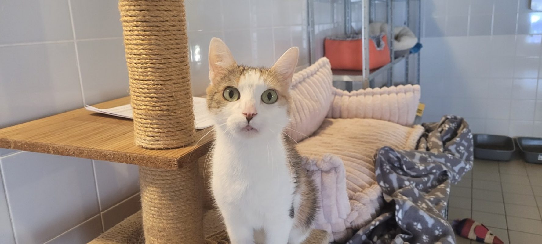 Freya - Chat Européen à adopter