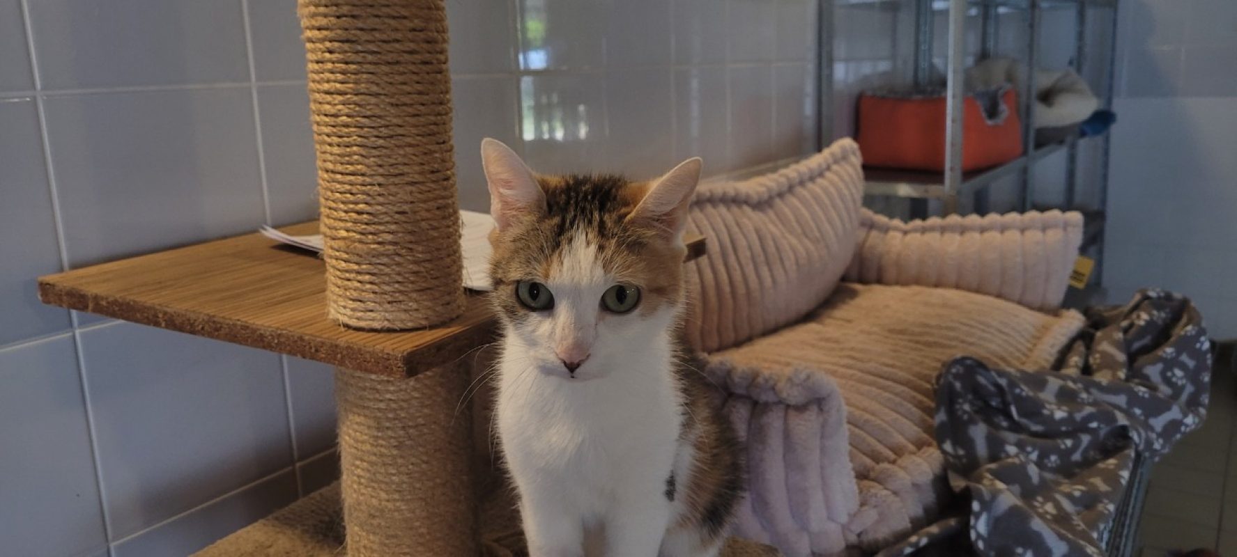 Freya - Chat Européen à adopter - photo 2