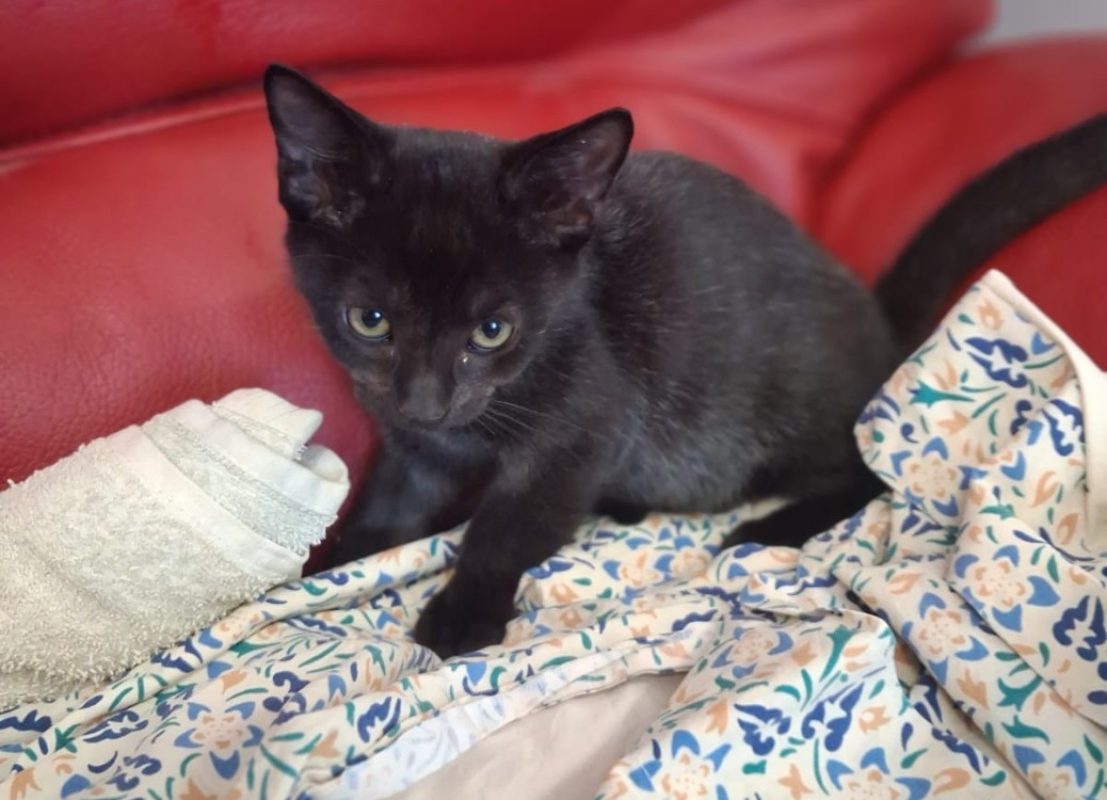 Hikari - Chat Européen à adopter