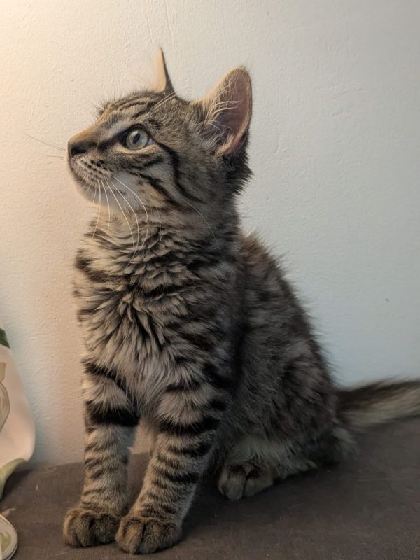 LENNY - Chat Européen à adopter - photo 3