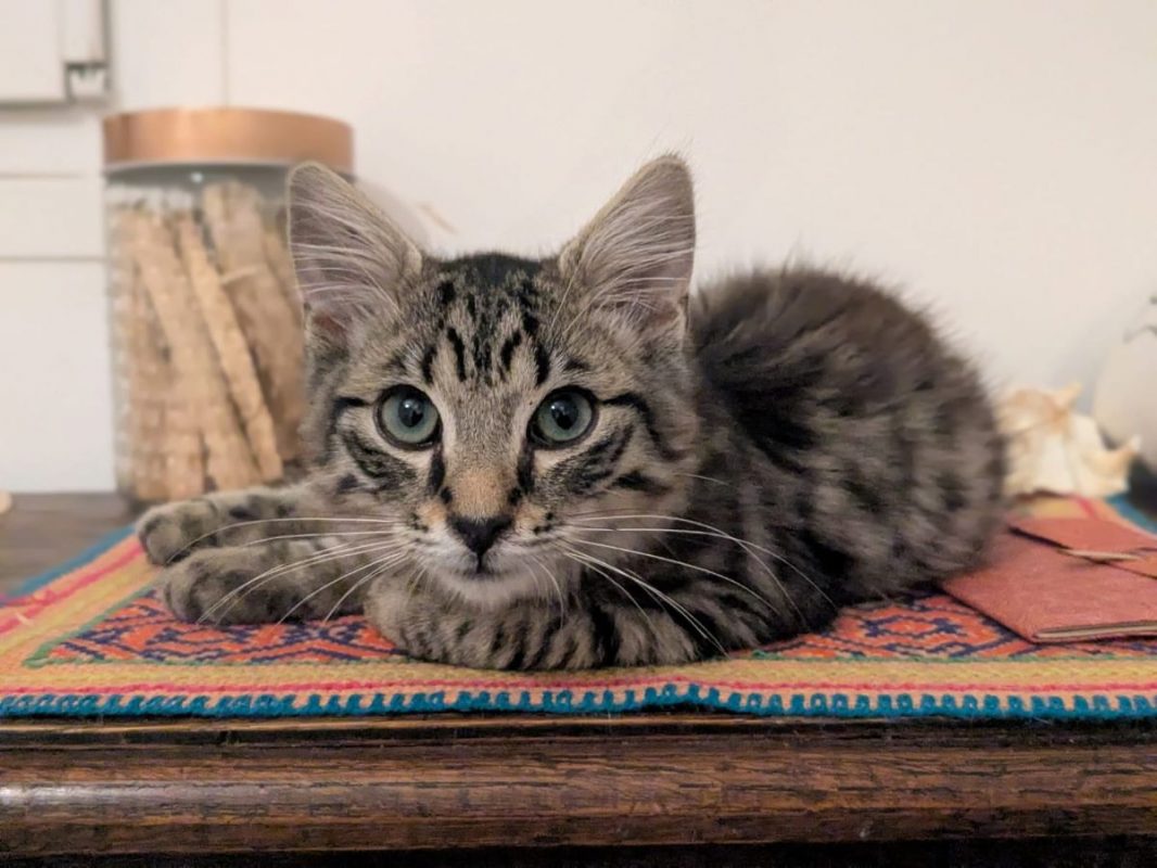 LENNY - Chat Européen à adopter - photo 2