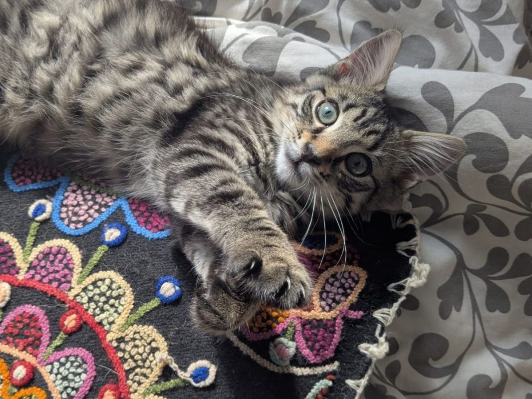 LENNY - Chat Européen à adopter - photo 5