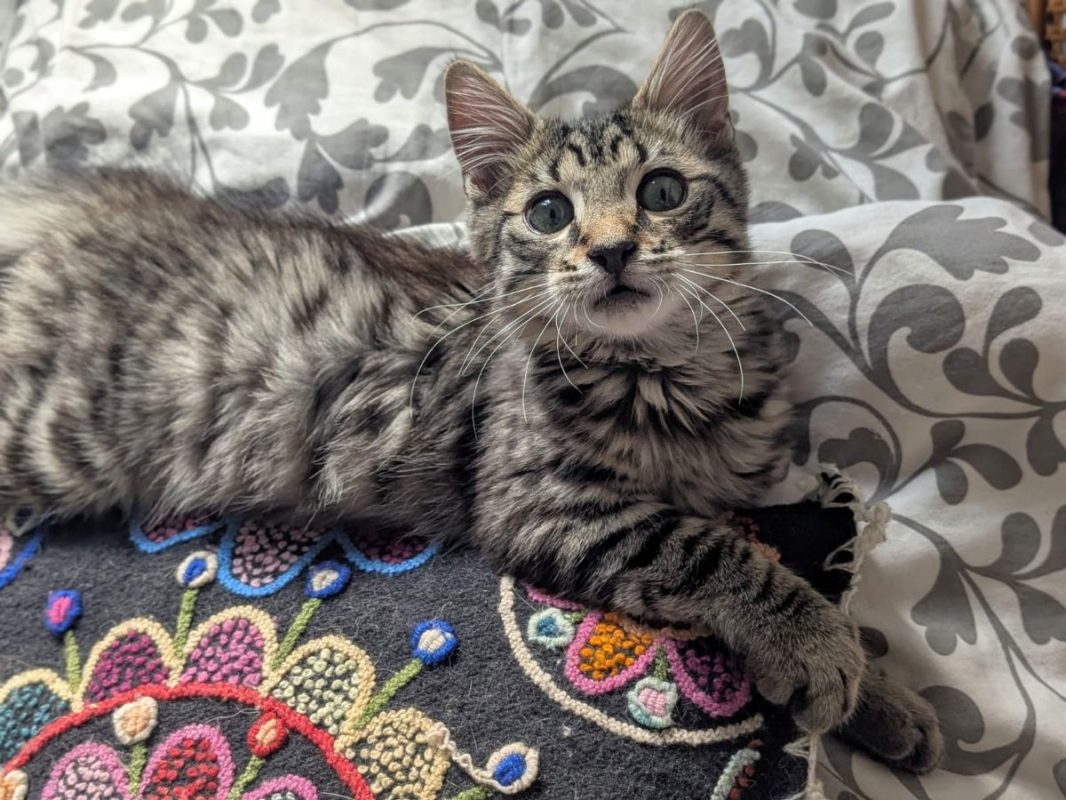 LENNY - Chat Européen à adopter - photo 4