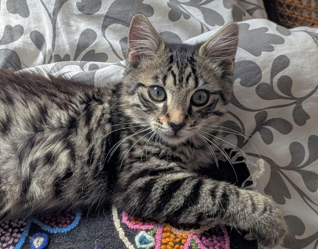 LENNY - Chat Européen à adopter - photo 7