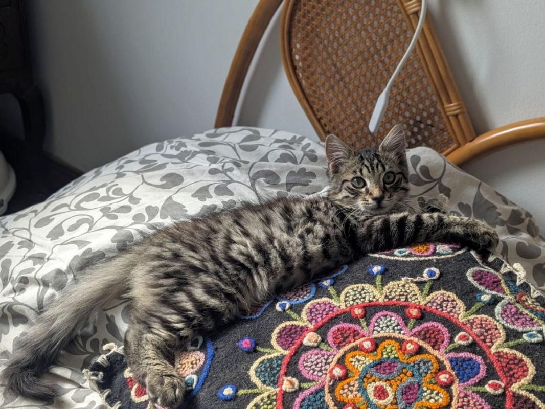 LENNY - Chat Européen à adopter - photo 6