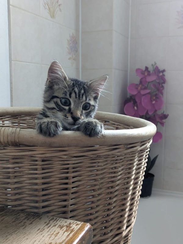 LENNY - Chat Européen à adopter