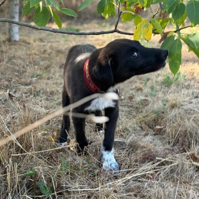 NALA - Chien à adopter - photo 5