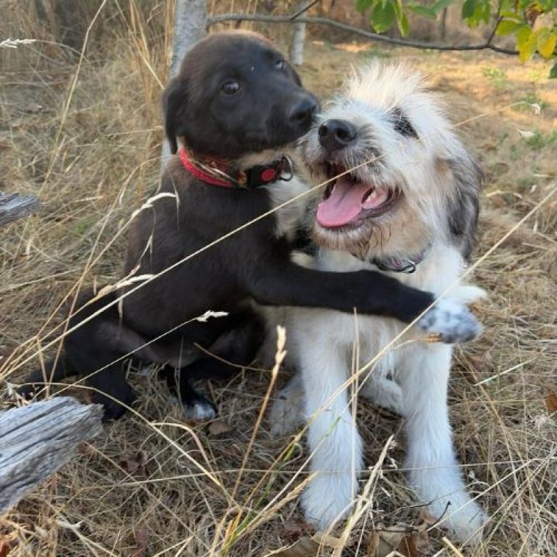 NALA - Chien à adopter - photo 3