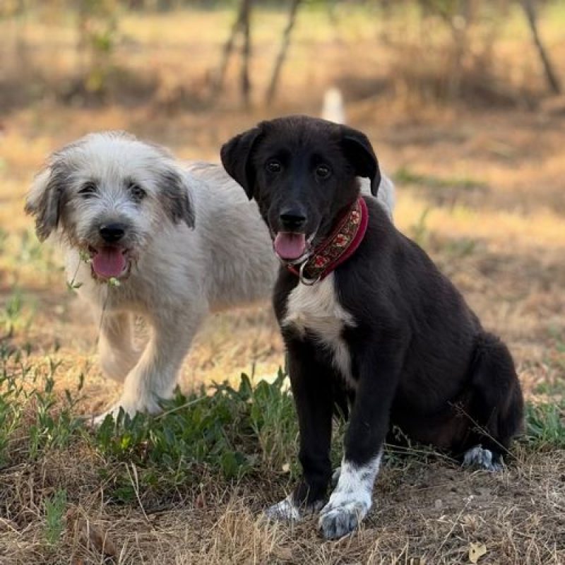 NALA - Chien à adopter