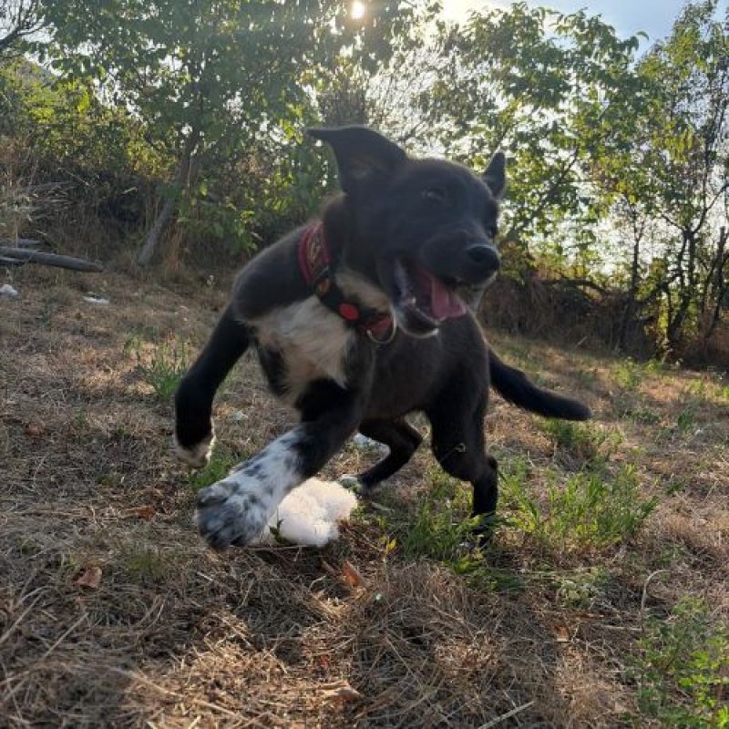NALA - Chien à adopter - photo 7