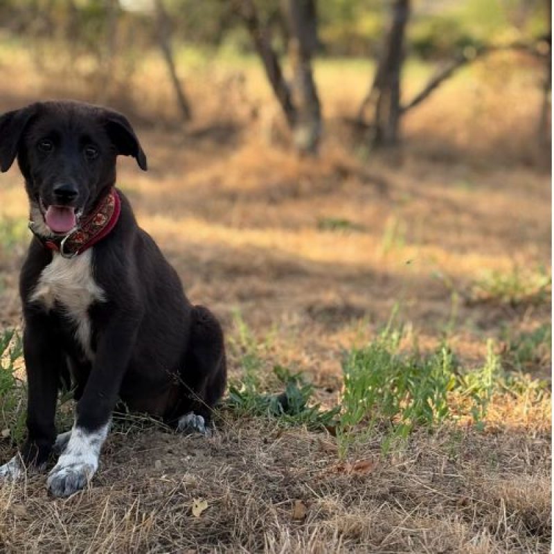 NALA - Chien à adopter - photo 4
