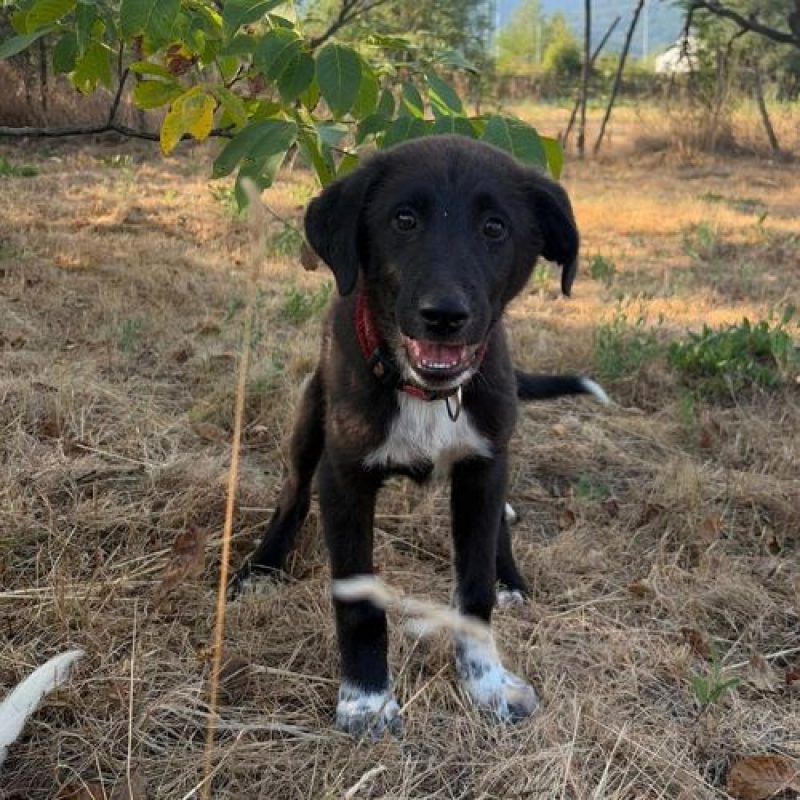 NALA - Chien à adopter - photo 2