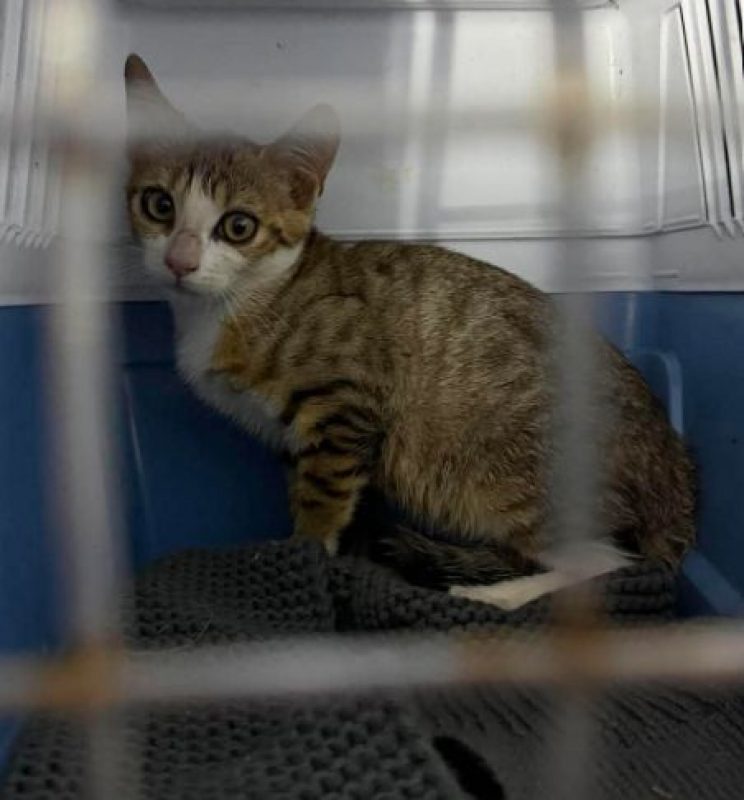 Bambi - Chat Européen à adopter