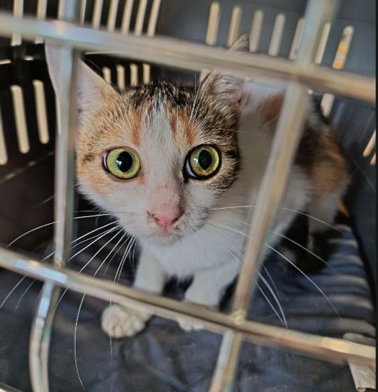 Buddy - Chat Européen à adopter