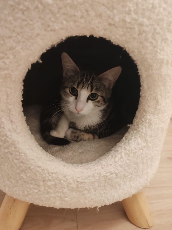 Boulette - Chat à adopter