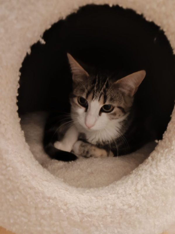 Boulette - Chat à adopter - photo 2