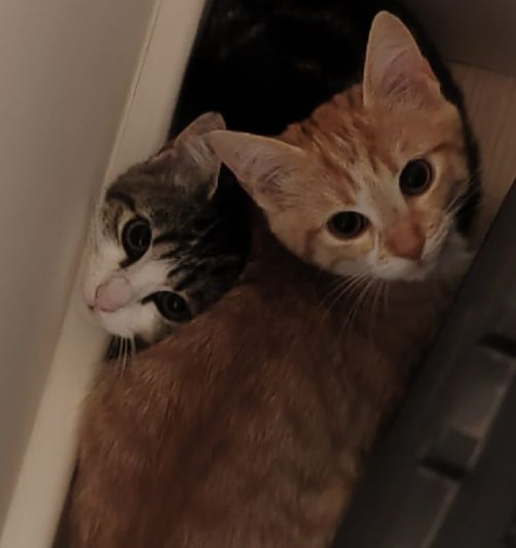 Bill et Boulette - Chat Européen à adopter - photo 2