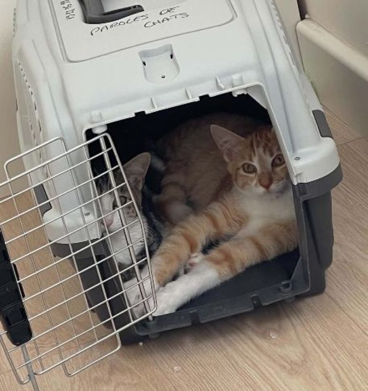 Bill et Boulette - Chat Européen à adopter